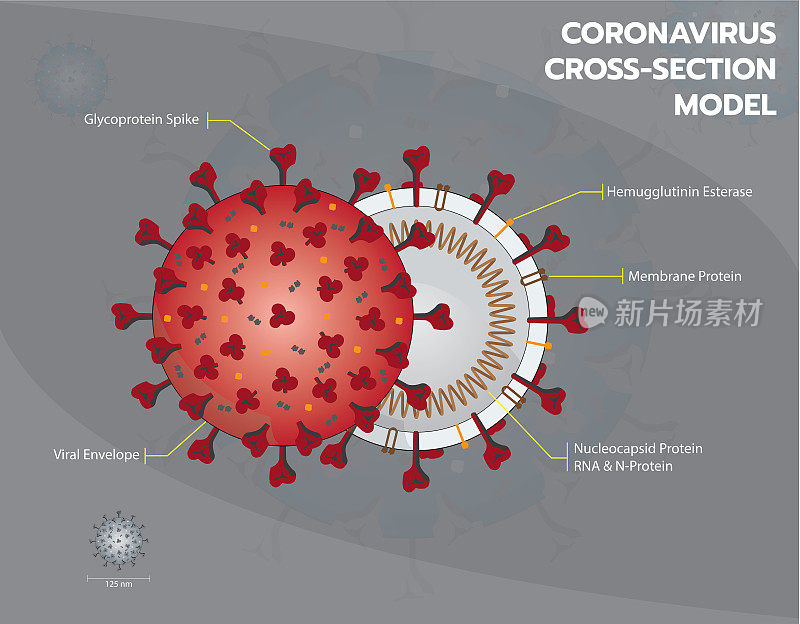 冠状病毒或covid - 19或Sar COV 2的横断面模型包膜病毒结构